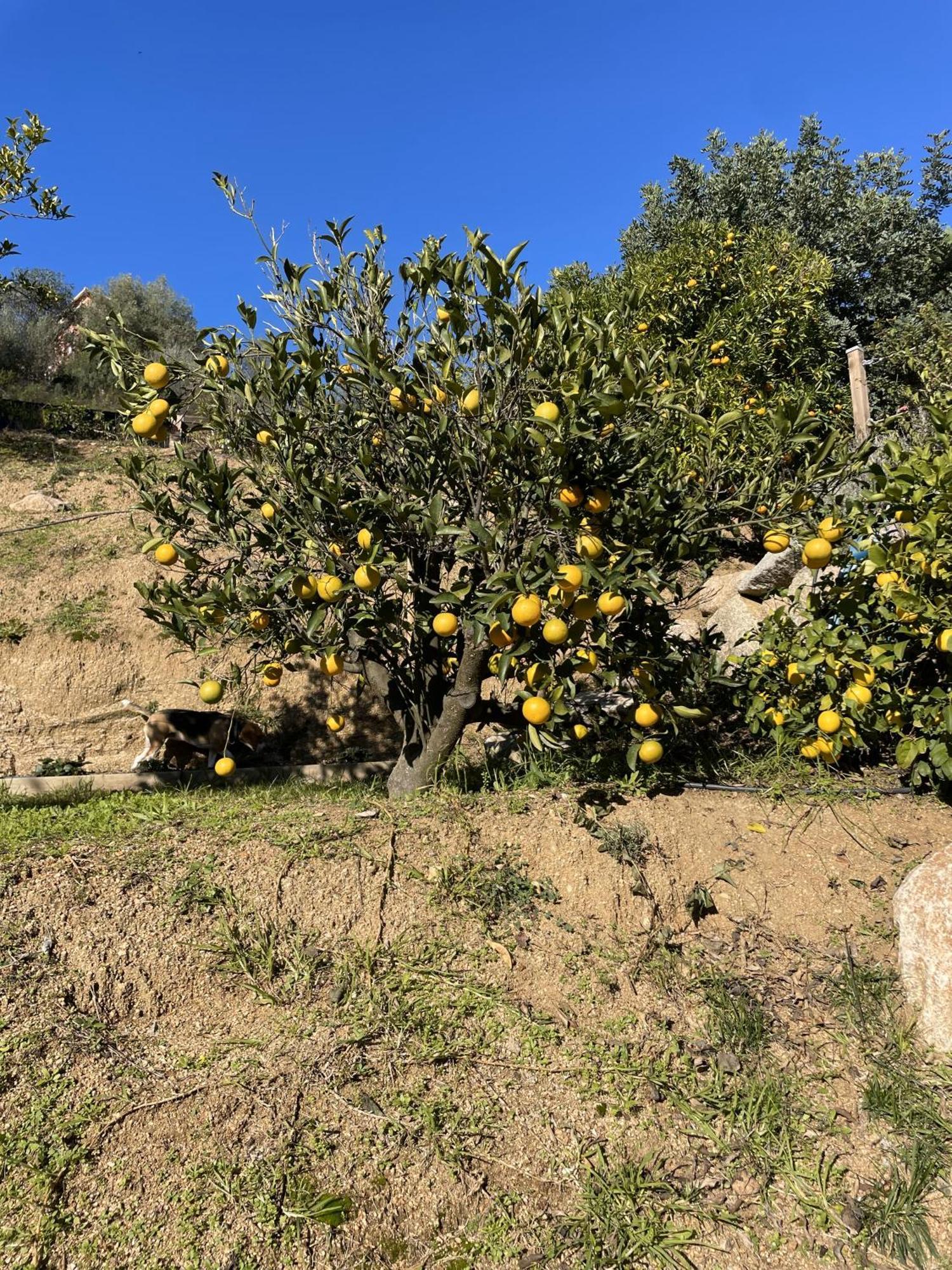 D'hotes A Vadina Porticcio Pensión